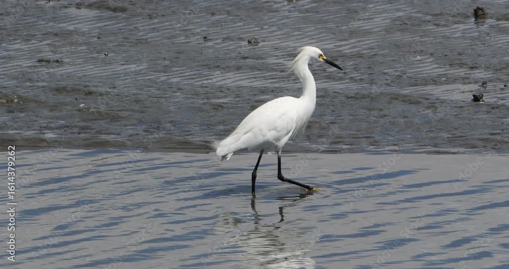 Slow motion of little egret gracefully walking through shallow, rippling water near a muddy shore Slow motion of little egret gracefully walking through shallow, rippling water near a muddy shore