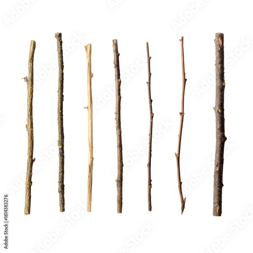 Collection of Natural Tree Branches Isolated on Black Background Close Up