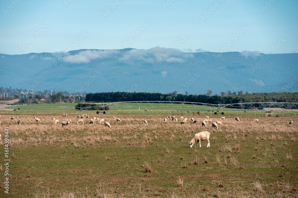 sheep in a field in summer in australia sheep in a field in summer in australia