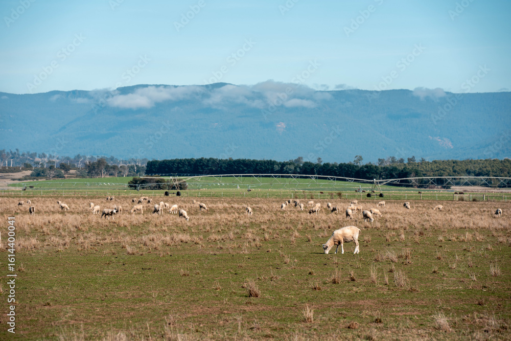 Obraz premium sheep in a field in summer in australia