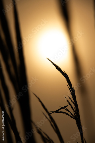 Silhouette of Grass Blades Against Golden Sunset Light