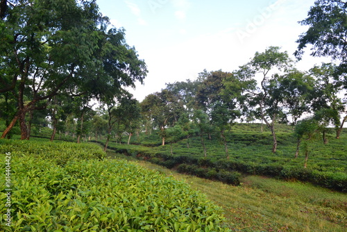 Photography Lush Green Landscape View in Assam India Picturesque Natural Scenery Featuring T
