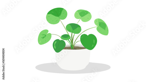 Pilea peperomioides chinese money plant indoor plant care propagation tips and growing guide for beginners