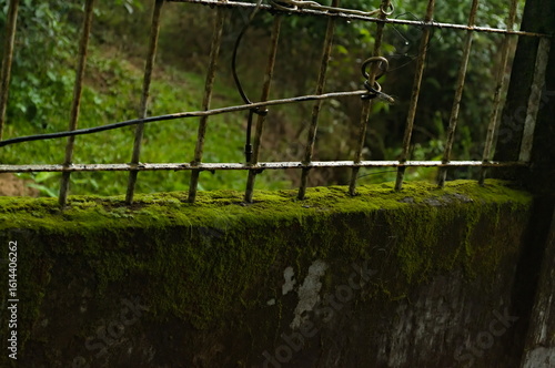 Canvas Print Close Up Image of Mossy Fence in Green Nature, Outdoors, Kerala, India, Beautifu