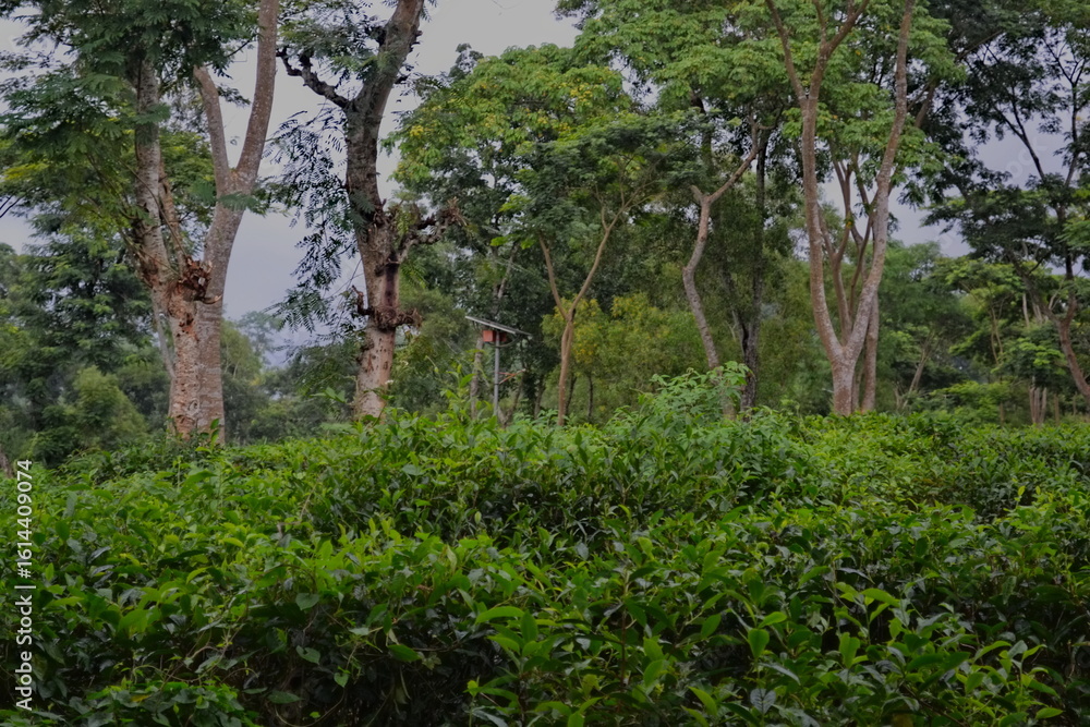 Fototapeta premium Lush Green Tea Plantation Scenic Photography in Darjeeling India Capturing the Beauty of Tea Gardens and Nature's Serenity