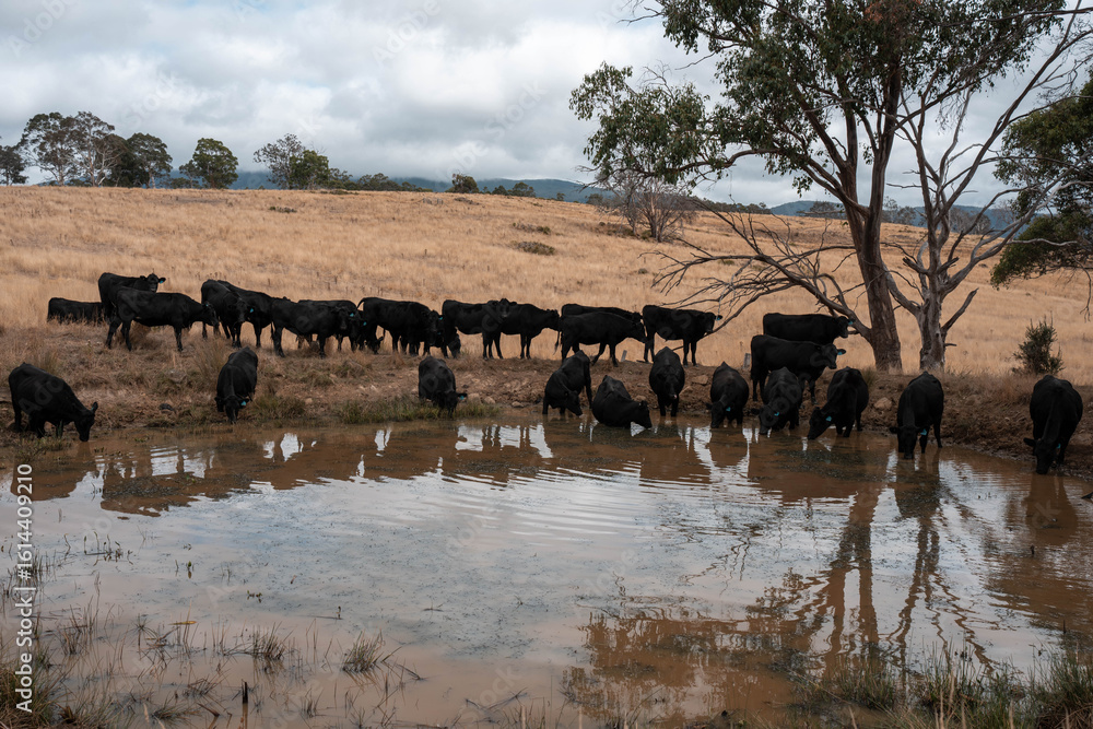 Obraz premium Angus, wagyu and murray grey beef bulls and cows, being grass fed on a hill in Australia.
