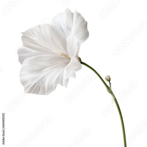 white flower stem isolated on transparent background cutout
