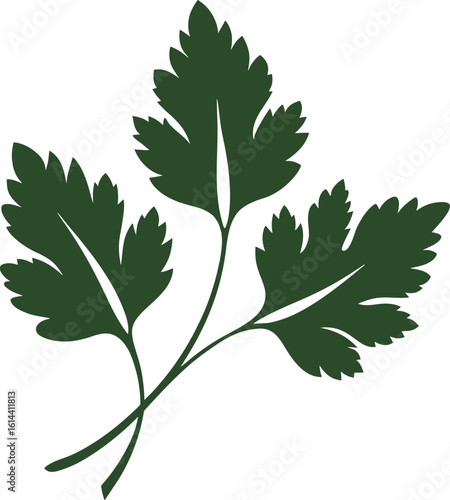 Fresh green parsley leaves isolated on white background