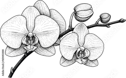 Detailed stippled drawing of orchids with buds on a white background