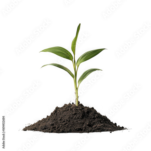 Wallpaper Mural A young green plant growing from soil isolated on transparent background Torontodigital.ca