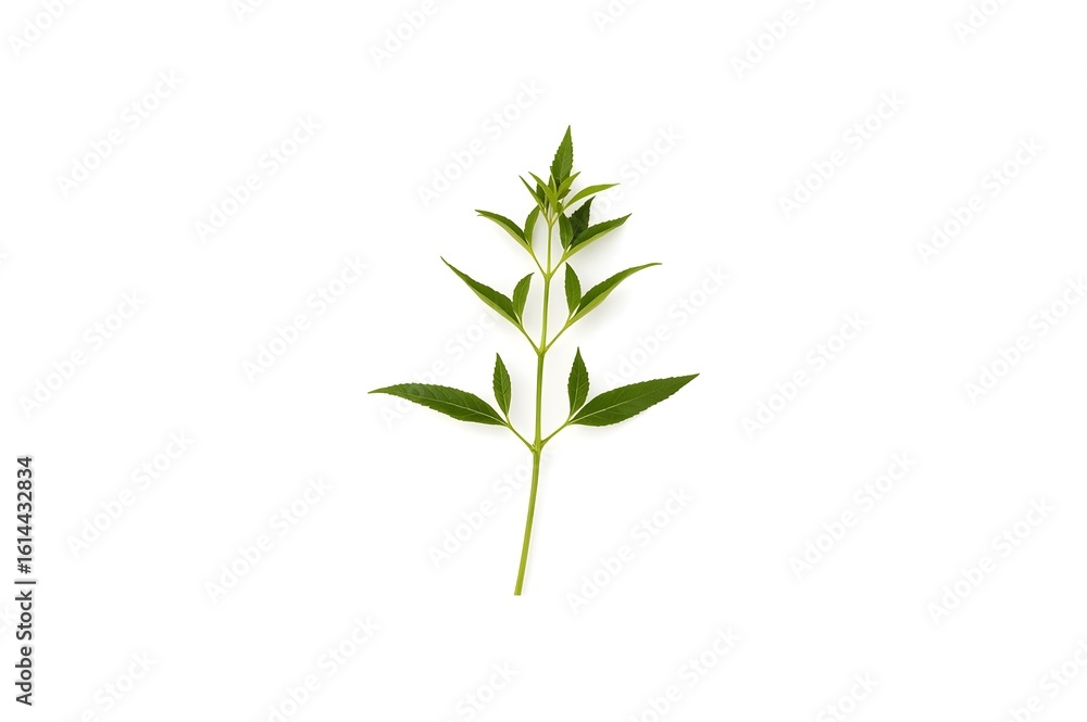 Fototapeta premium Patchouli sprig on the white background. Patchouli sprig. Isolated on white background.