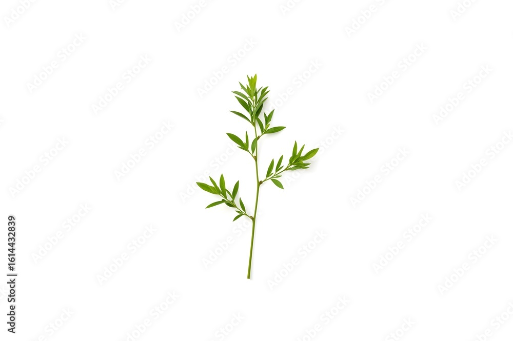 Patchouli sprig on the white background. Patchouli sprig. Isolated on white background. Patchouli sprig on the white background. Patchouli sprig. Isolated on white background.