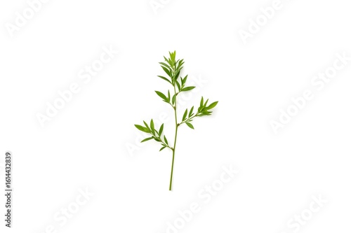 Patchouli sprig on the white background. Patchouli sprig. Isolated on white background.