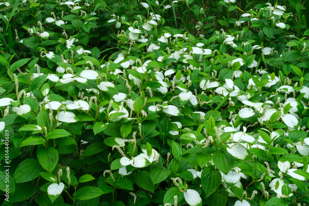 Obraz premium 森の若葉