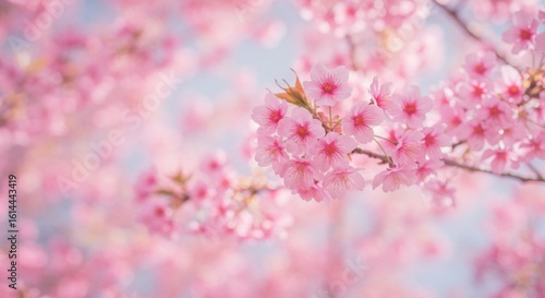 Delicate pink blossoms cluster on a branch against a soft, blurred sky.  A springtime scene of natural beauty