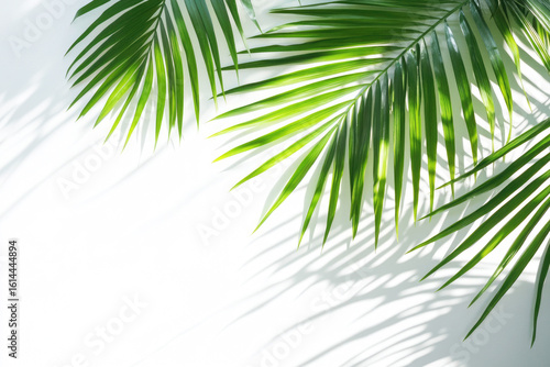 Close up of vibrant green palm leaves casting dappled shadows on a white background