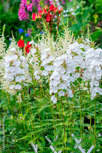 A tall perennial bush of flowering white phlox.
