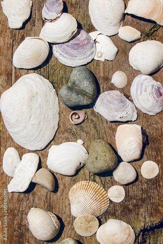 Various seashells and rocks gathered on a piece of drift wood