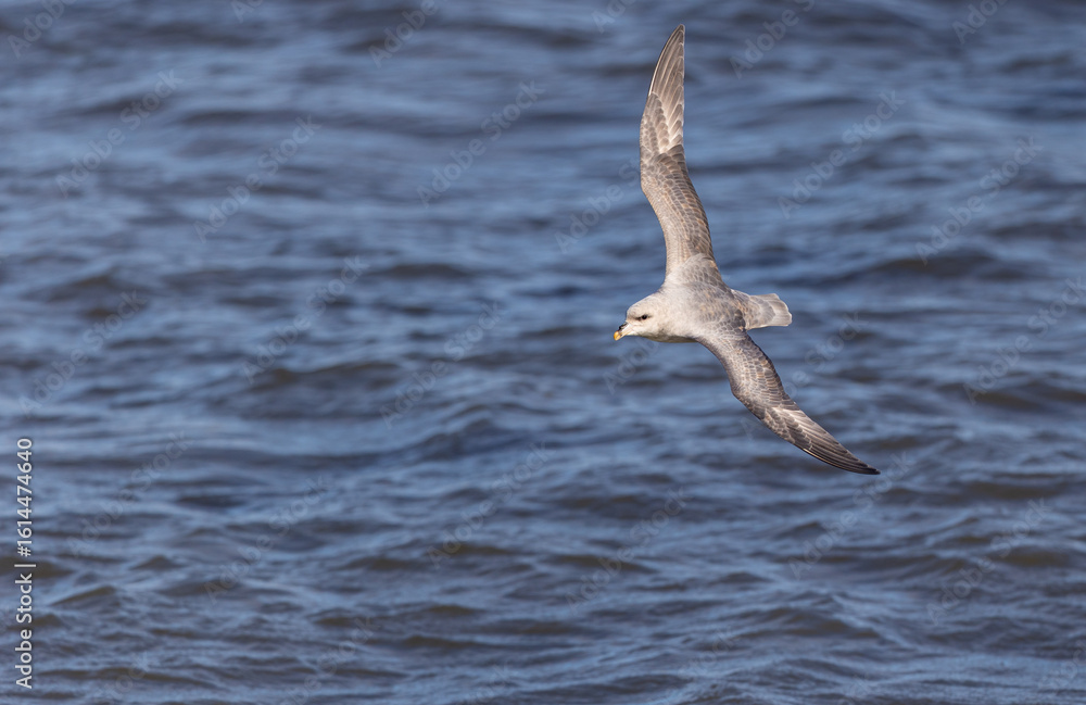 Naklejka premium In flight Northern Fulmar (fulmarus glacialis) in Svalbard, Norway