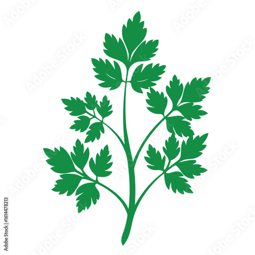 Parsley flower silhouette isolated on a clean white background
