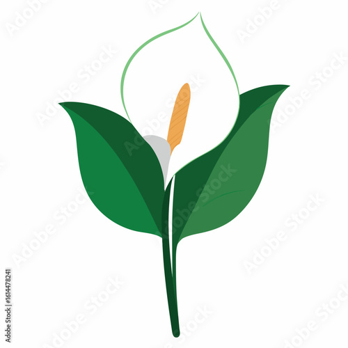Elegant peace lily illustration on a clean white background