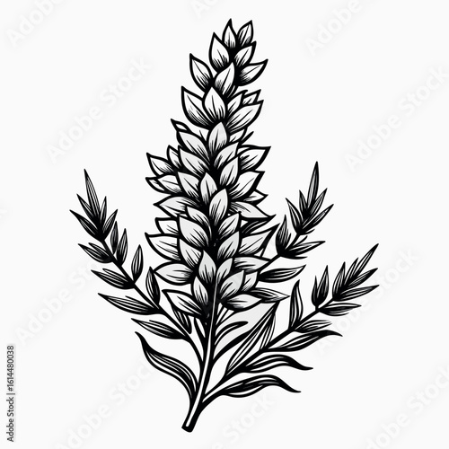 Elegant heather flower illustration with smooth vector details