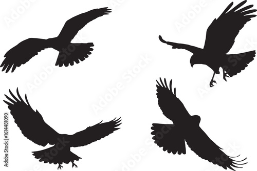 Vector Silhouette Collection: Clean and Bold Designs Bird of prey Marsh Harrier Circus aeruginosus isolated on white background - mix set four flying birds