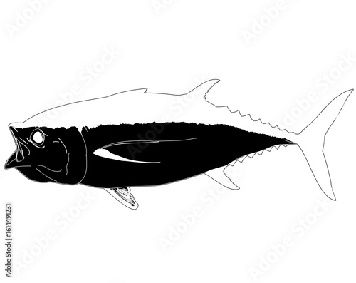 Blackfin tuna silhouette in black and white 
