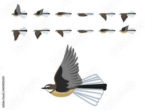 Piwakawaka Bird Fantail Flying Animation Sequence Cartoon Vector