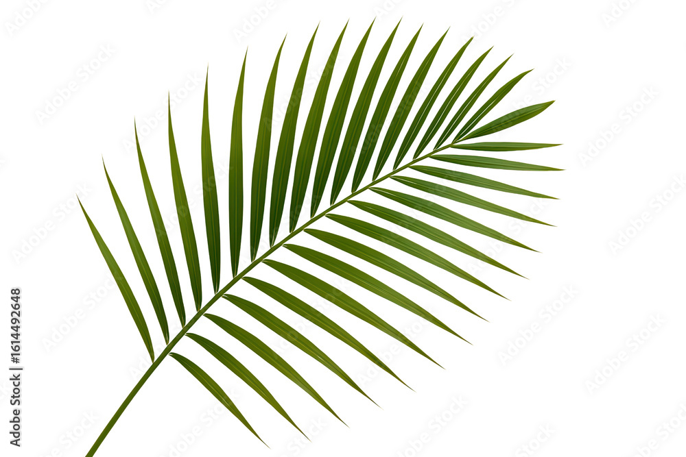 Fototapeta premium Green palm leaf isolated on white background
