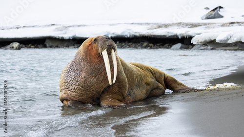 Female Walrus (odobenus rosmarus) relaxing on the beach in the arctic of Svalbard, Norway