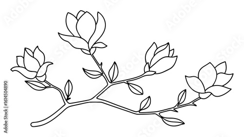 Magnolia flower, magnolia tree branch line art