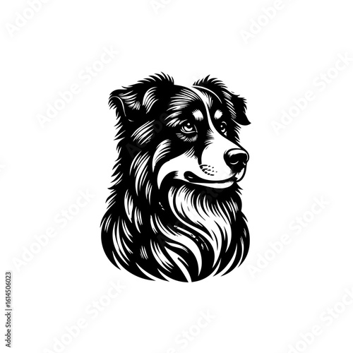 Striking Black and White Border Collie Portrait.