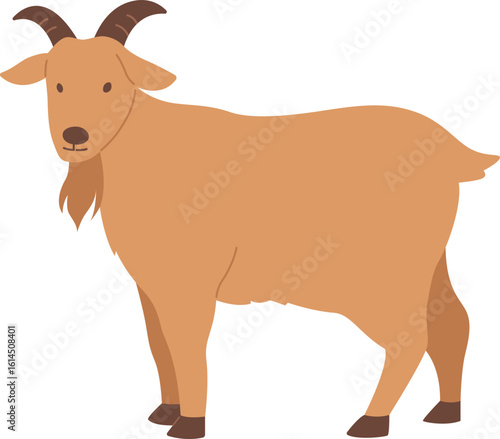 Goat Qurban sacrificial animal for Eid al Adha

