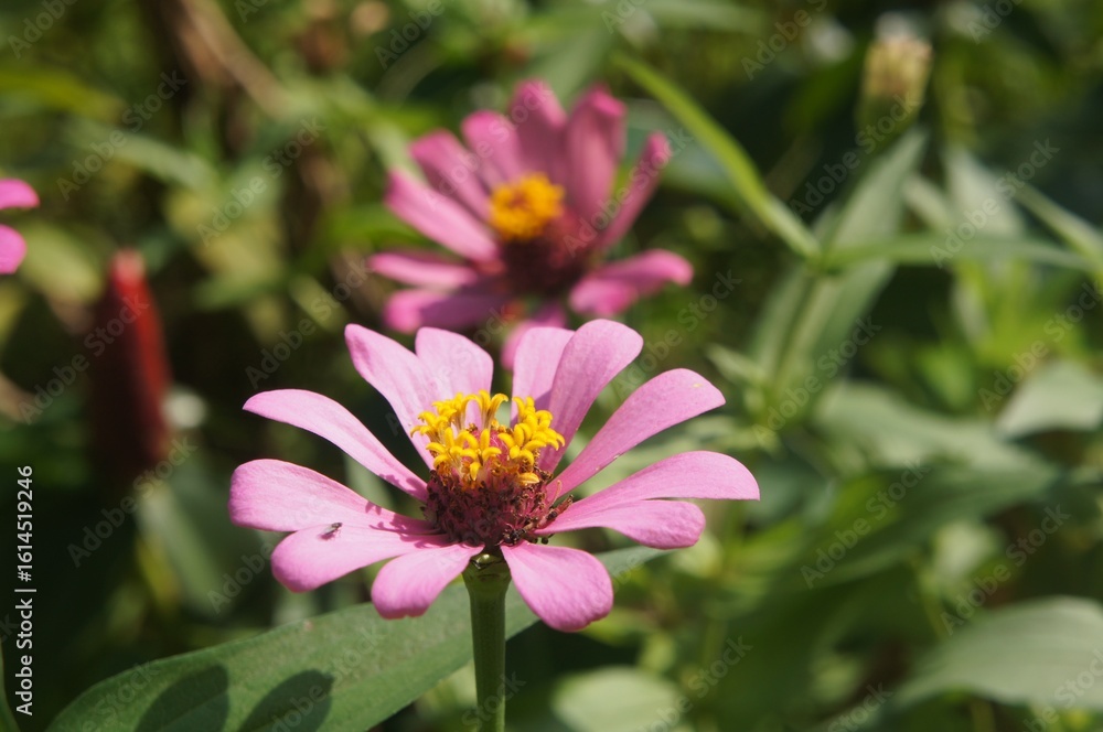 Obraz premium The graceful zinnia, also known as Zinnia elegans, is a flowering plant. The word 