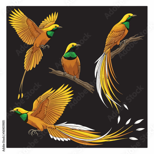 Birds Of Paradise Birdas Of Paradise1_vector