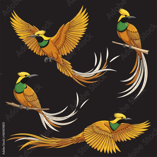 Birds Of Paradise Birds Of Paradise6_vector