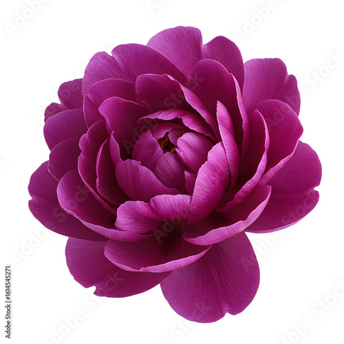 Radiant magenta flower with textured petals