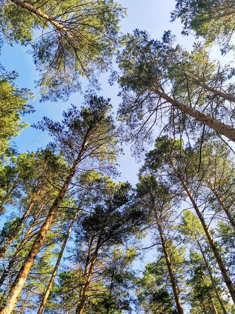Obraz premium Majestic Pine Forest Under Clear Blue Sky