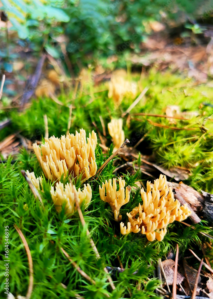 Golden Fungi Growing in Lush Forest Underbrush Golden Fungi Growing in Lush Forest Underbrush