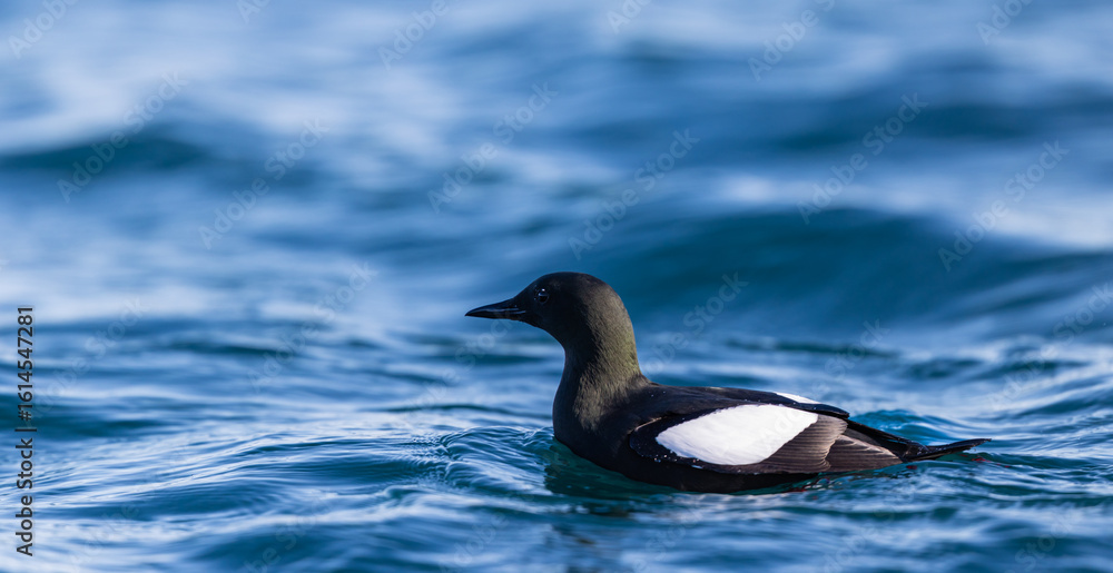 Fototapeta premium Black Guillemot (cepphus grylle) swimming in the ocean around Svalbard, Norway