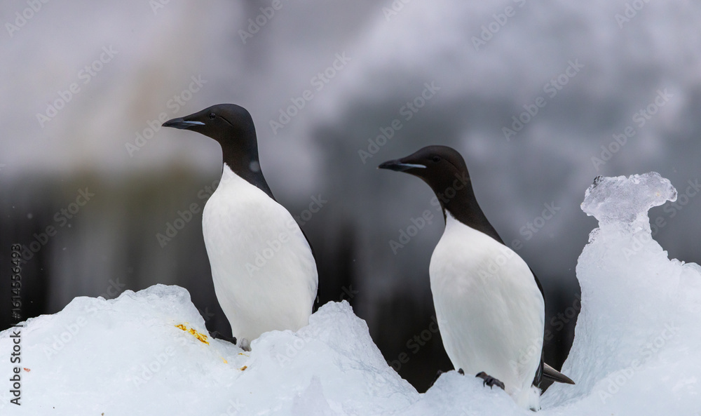 Obraz premium Pair of Brunnichs Guillemot (uria lomvia) in a snowstorm, Svalbard, Norway