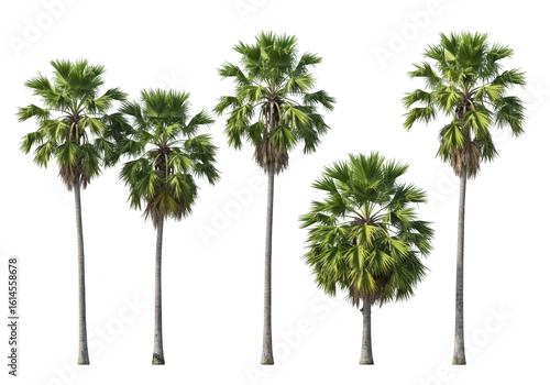 A collection of five palm trees with lush green foliage stand tall against a transparent background