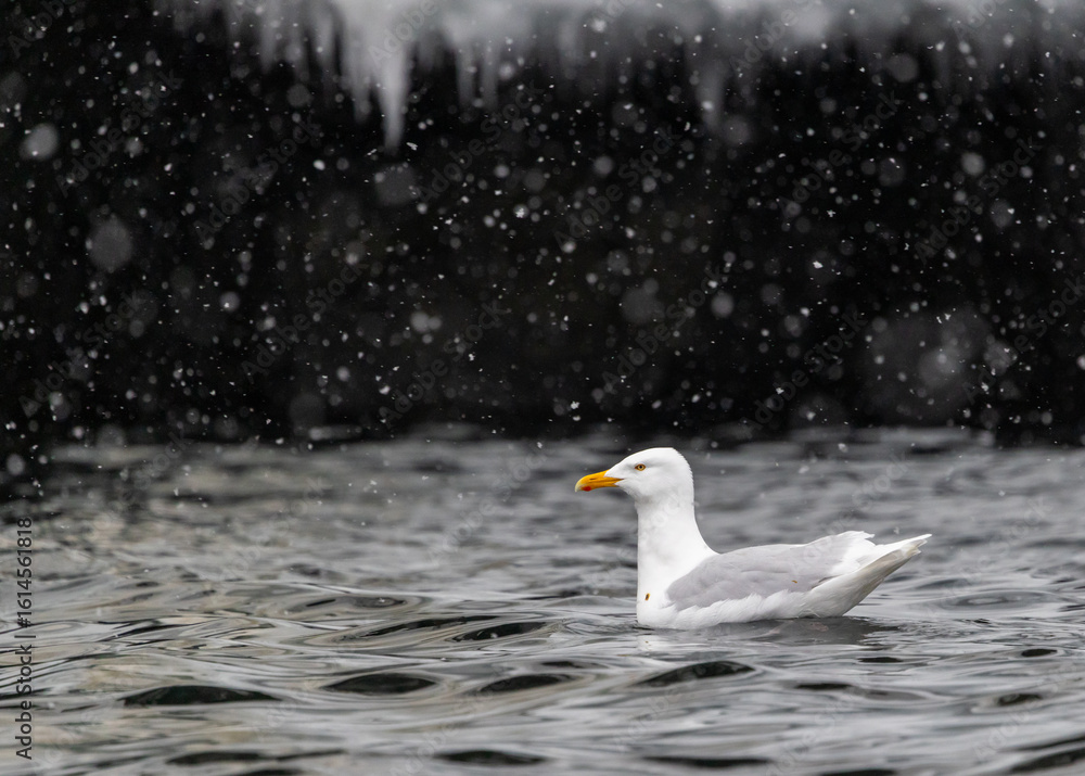 Obraz premium Glaucous Gulls (Larus hyperboreus ) in snow fall swimming in the water, Svalbard, Norway
