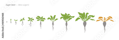 Growth stages of sugar beet from seed to harvest