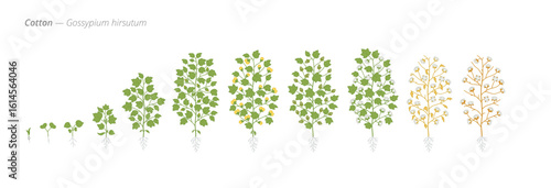 Growth stages of cotton plants from seed to harvest