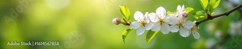 Delicate white blossoms on a branch, bathed in the soft light of spring Petals unfurl against a blurred background of fresh green leaves, symbolizing renewal and purity , plant, beauty, flowers