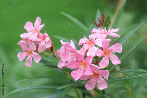 Photos Pink oleander flower on the tree with soft sunlight