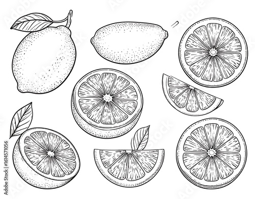 Detailed line drawing of lemons and oranges