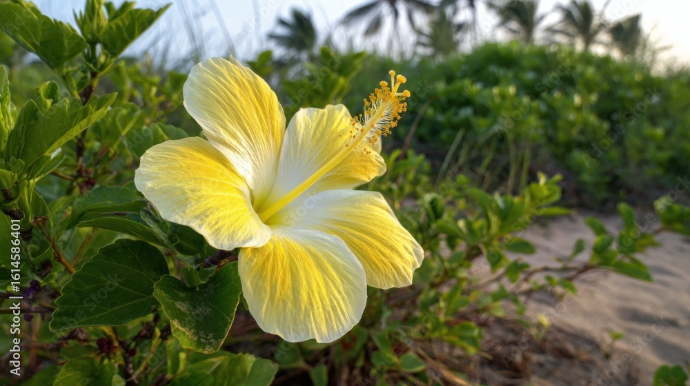 Obraz premium A vibrant yellow hibiscus flower stands out against lush green foliage at the edge of a sandy beach. Palm trees sway gently in the background as the sun sets, casting a warm glow.